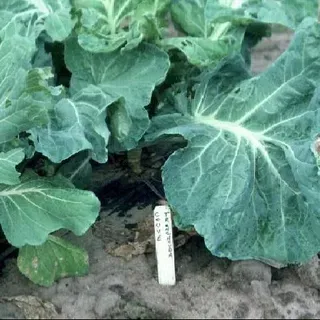 thumbnail for publication: Cabbage, Sea-Kale—Brassica oleracea L. (Tronchuda group)